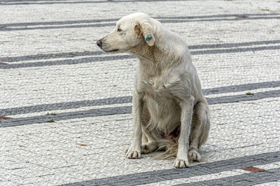 Dog sitting on footpath