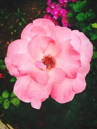 Close-up of pink flowers