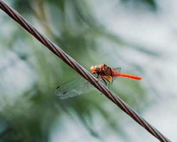 Close-up of dragonfly on plant