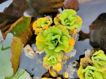 High angle view of yellow flowering plant by sea