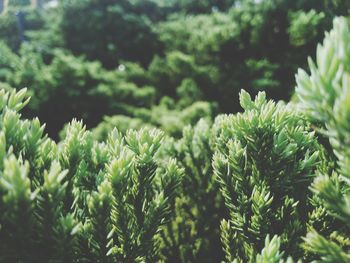 Close-up of fresh green leaves