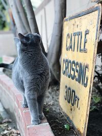 Close-up of cat sitting outdoors