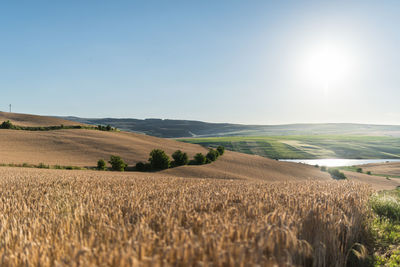 Scenic view of agricultural field against clear sky