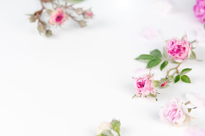 Bright white background with fresh pink roses