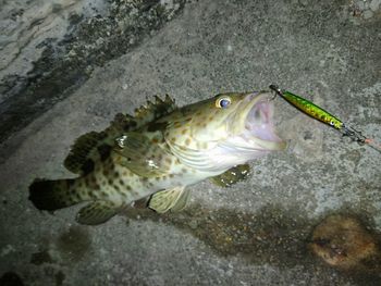 High angle view of fish swimming in sea