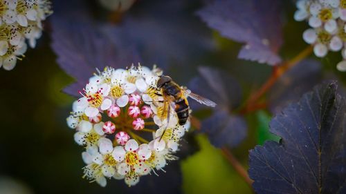 High angle view of bee on flowers