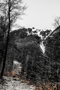 Low angle view of bare trees in forest during winter