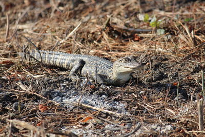 High angle view of an animal on ground