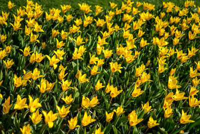 High angle view of yellow flowering plants on field