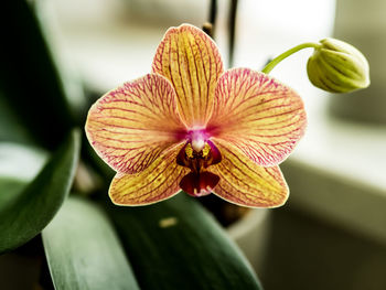 Orchid flower