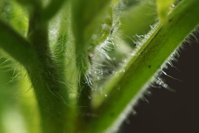 Close-up of succulent plant