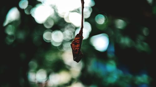 Close-up of dry leaf hanging on tree
