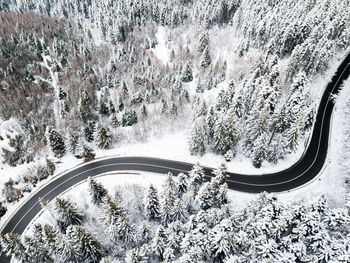 High angle view of snow covered plants by road