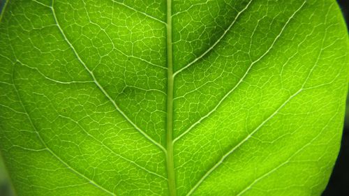 Full frame shot of green leaves