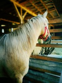 Close-up of horse