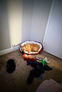 High angle view of dog resting on floor at home