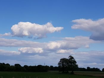 Trees on field against sky