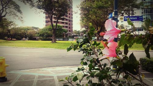 View of flowers in city