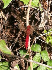 Close-up of insect on plant