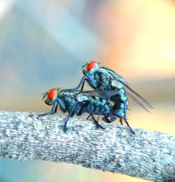 Close-up of housefly