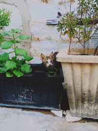 Portrait of cat sitting by plants