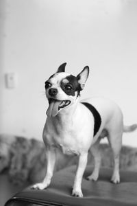 Dog looking away while standing at home