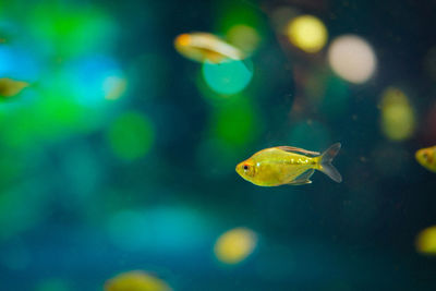 Close-up of fish swimming in aquarium