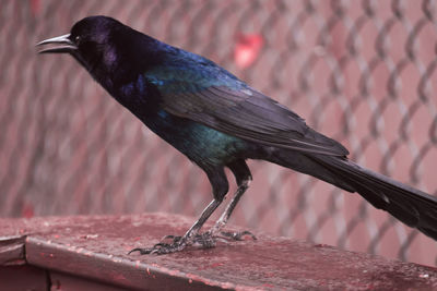 Close-up of bird perching on wall