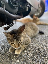 High angle view of cat resting