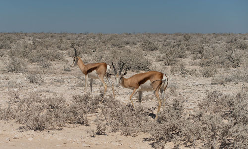 Kalahari springbok in the etosha national park namibia south africa