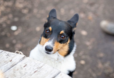 Close-up portrait of dog