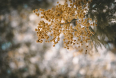 Close-up of white flowering plant in winter