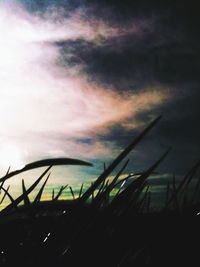 Plants growing on field against cloudy sky