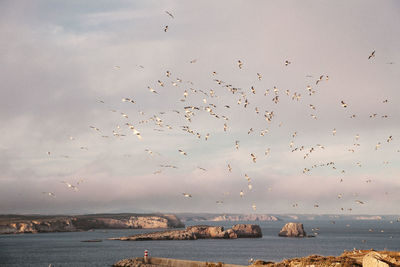 Flock of birds flying over sea