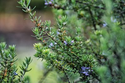 Close-up of purple flowering plant