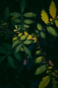 Close-up of yellow leaves on plant