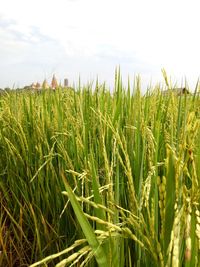 Close-up of wheat field against sky