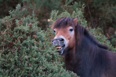 Horse in a field