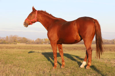 Horse standing in ranch