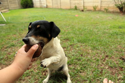 Low section of person playing with puppy in park