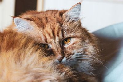 Close-up portrait of cat