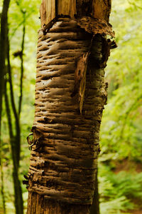 Close-up of tree trunk in forest