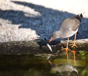 Bird in water