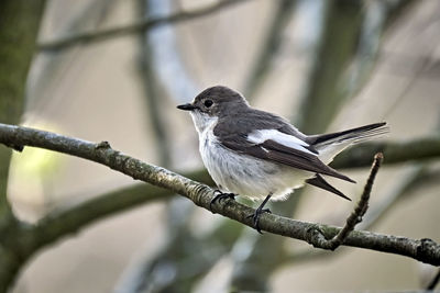 Close-up of bird perching on branch