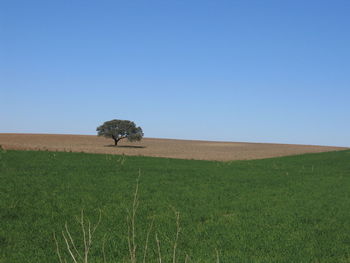 Scenic view of field against clear sky