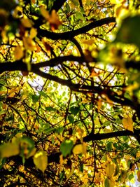 Low angle view of tree against sky