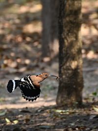Close-up of bird flying against tree trunk