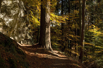 Scenic view of forest