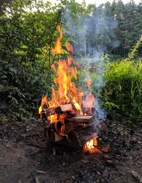 Bonfire on field against trees in forest