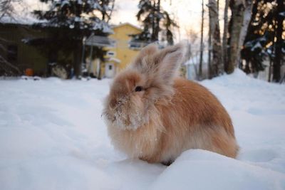 Close-up of rabbit on snow field